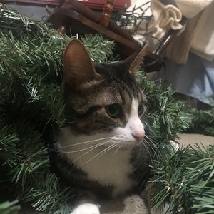 Meet your Posher, Angel